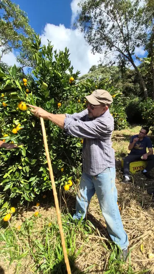 Professor demonstrando a poda de uma laranjeira