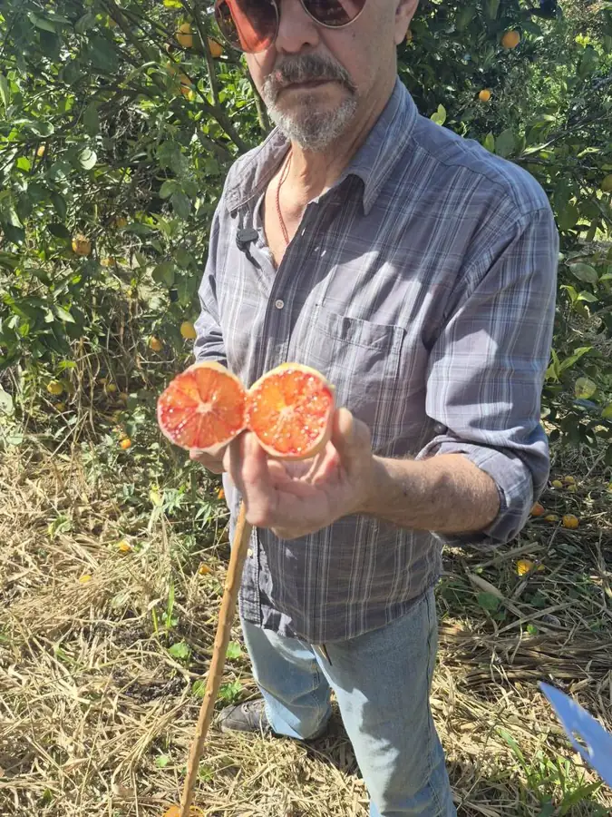 Professor mostrando laranjas sanguíneas cortadas ao meio