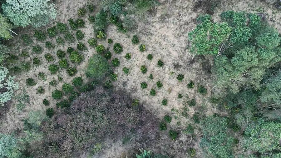 Vista aérea do pomar agroflorestal em linhas no meio da mata