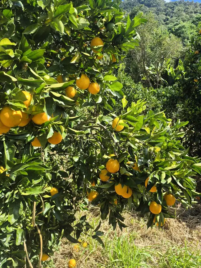 Laranjeira carregada de frutos