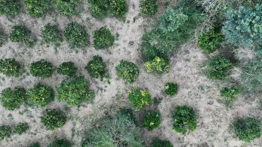 Vista aérea de pomar agroflorestal implantado em meio à mata