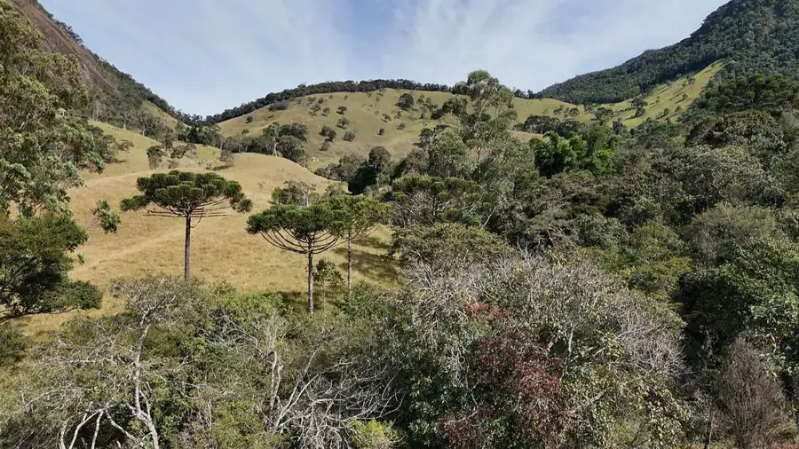 Vista aérea do Sítio Araucária, com araucárias e a serra ao fundo
