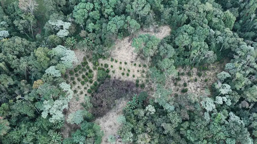 Vista aérea de pomar em meio à mata