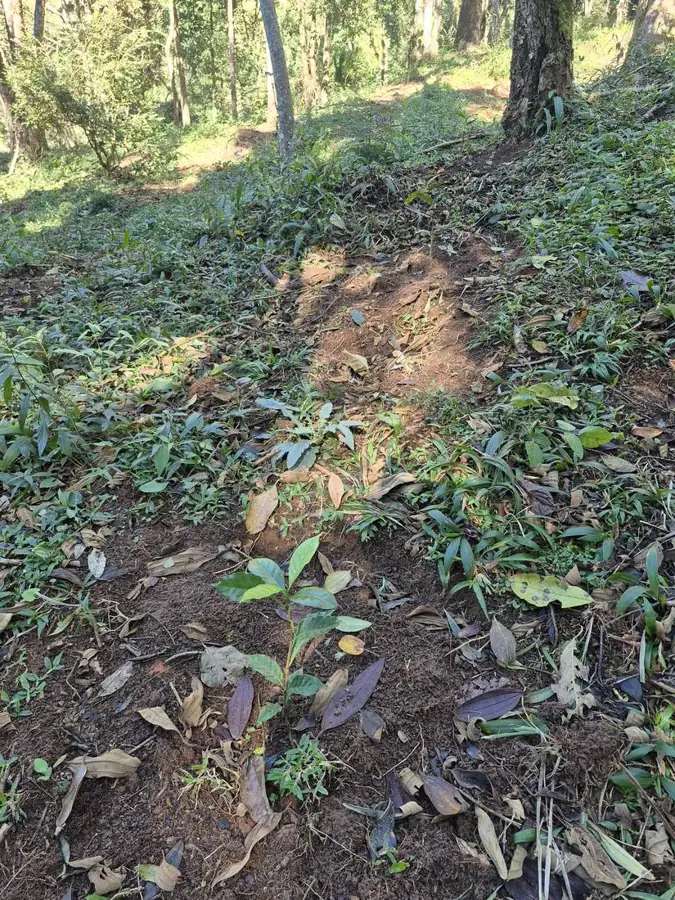 Solo coberto com folhas e matéria orgânica na agrofloresta